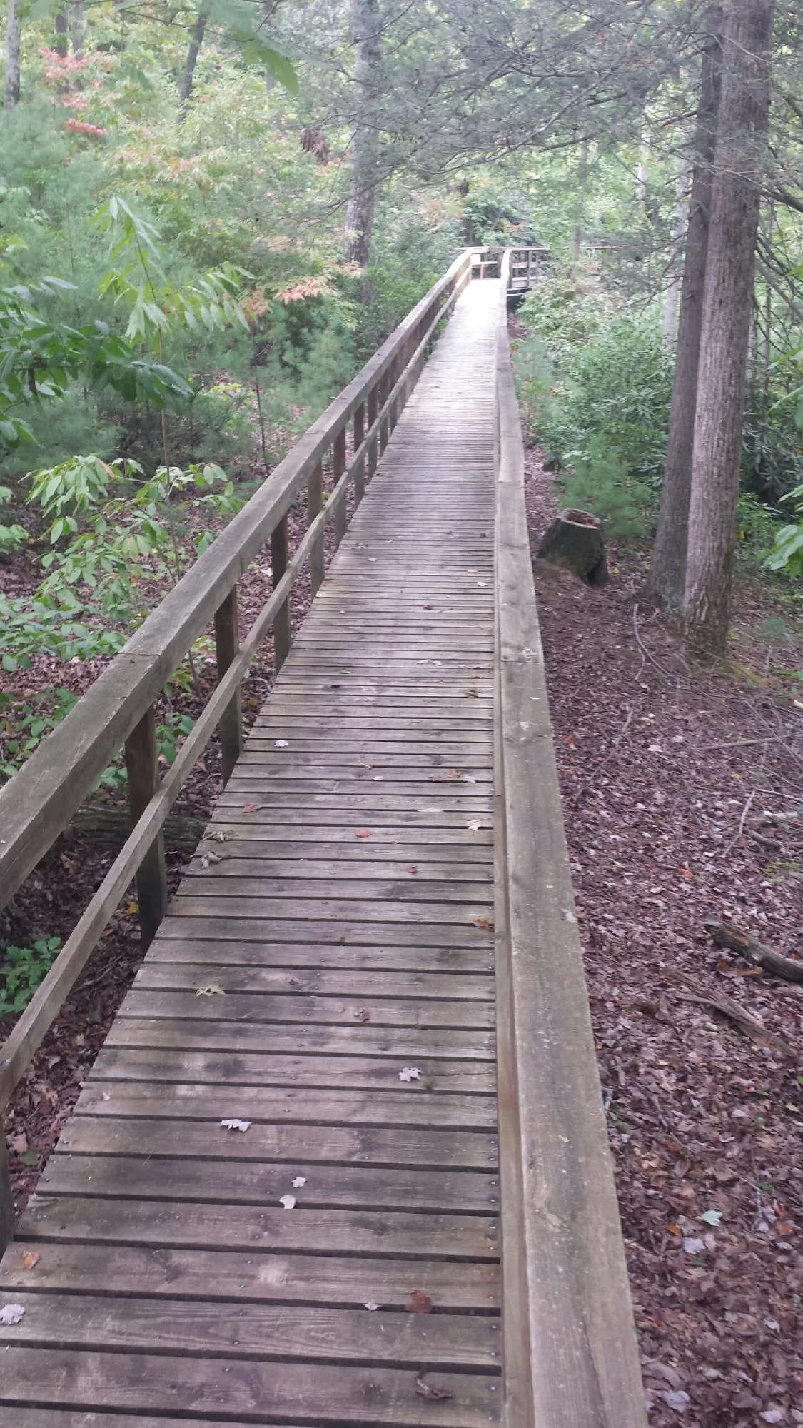 Long wood walkway with handrails built through the woods in Wakarusa